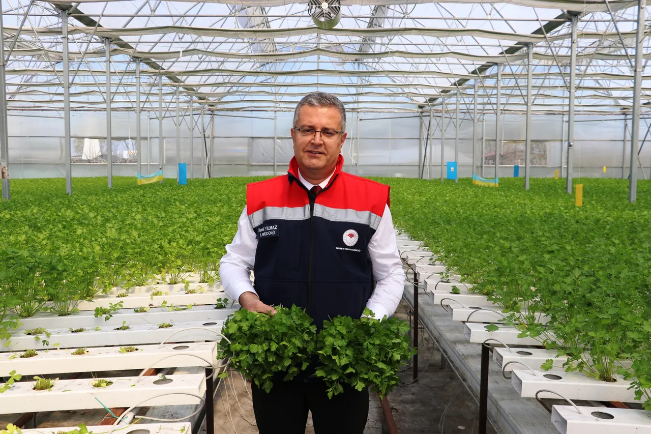 Hasadı başladı! 3 ay önce ekildi, 7,5 kat daha fazla verim aldıran yöntem