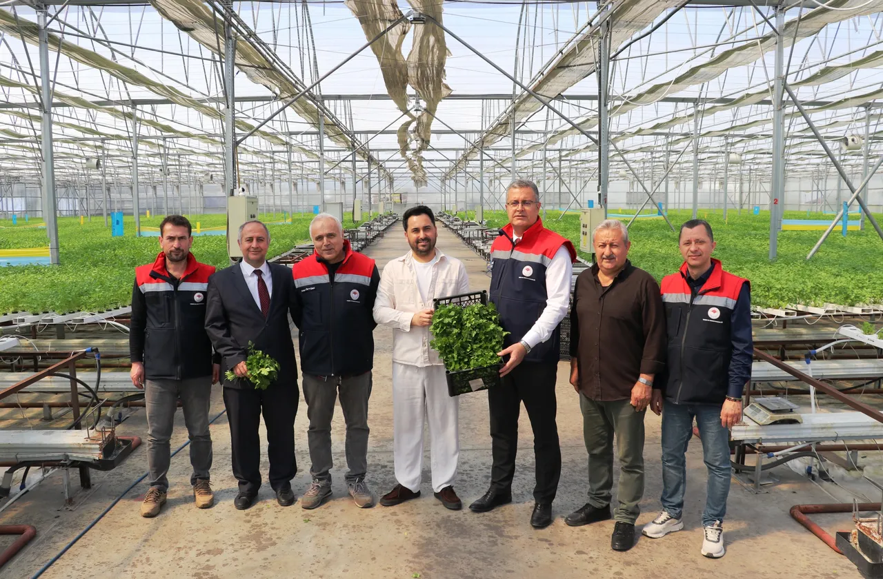 Hasadı başladı! 3 ay önce ekildi, 7,5 kat daha fazla verim aldıran yöntem