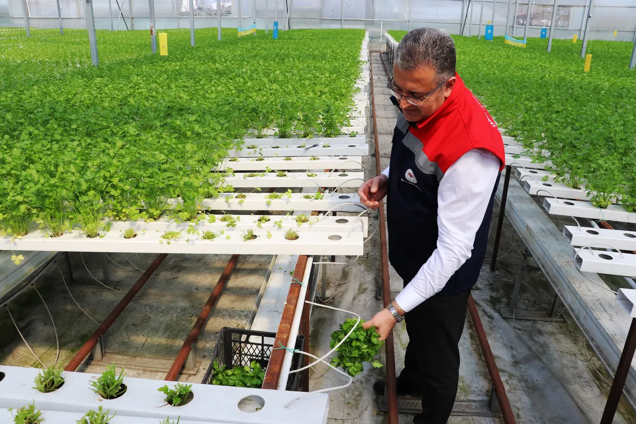 Hasadı başladı! 3 ay önce ekildi, 7,5 kat daha fazla verim aldıran yöntem