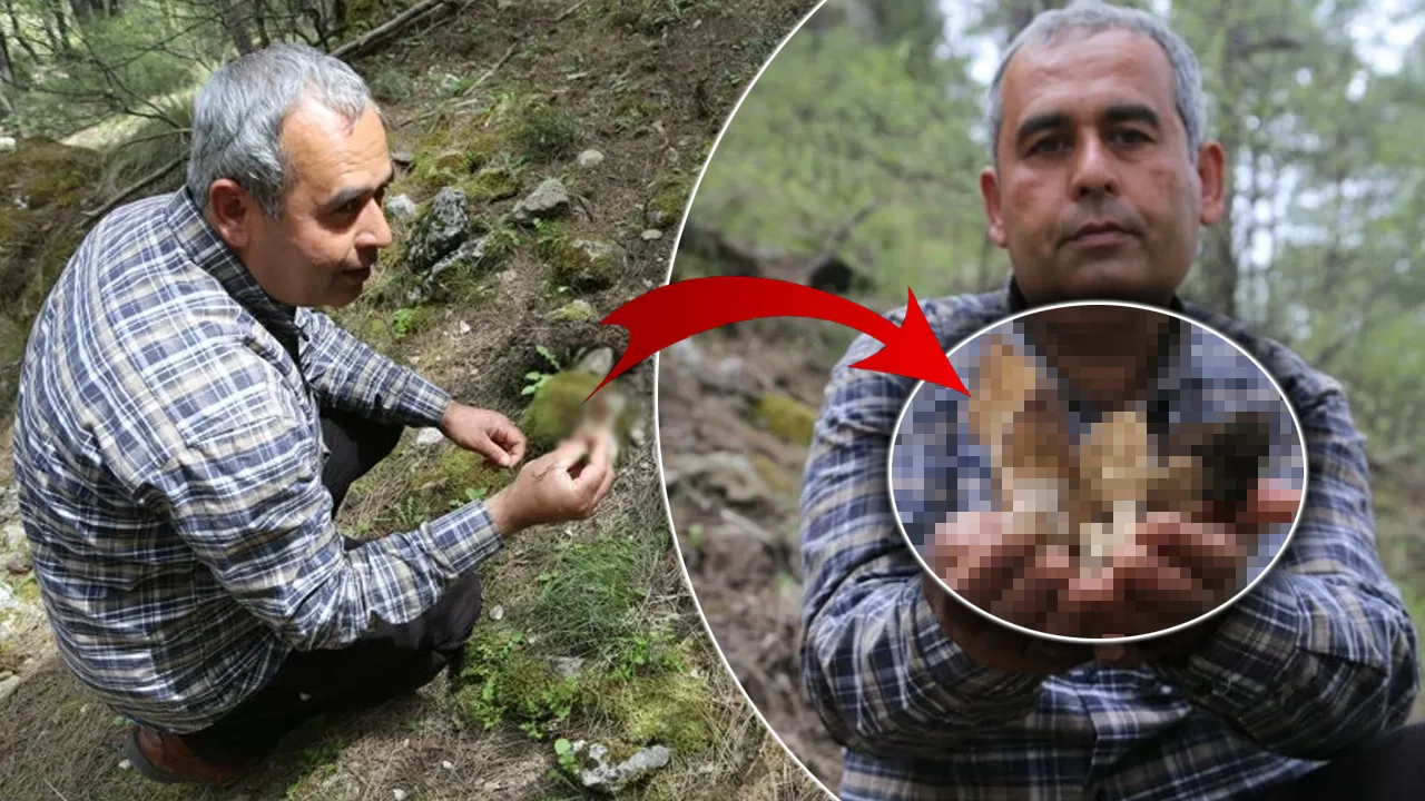 "Doğanın eti" olarak biliniyor, kilosu 1.000 liraya satılıyor