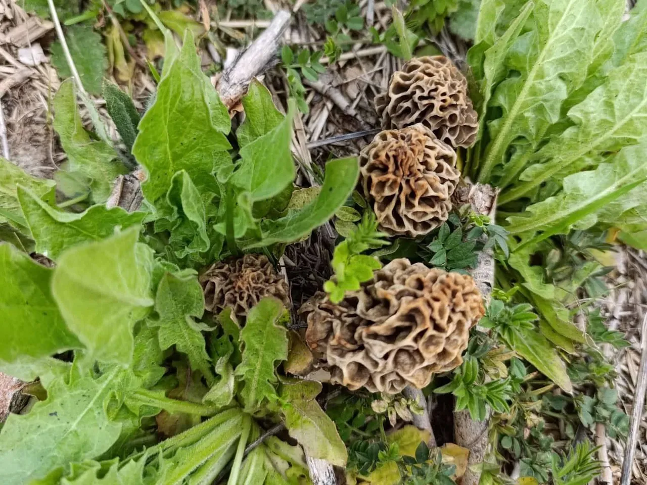 Kendi kendine yetişiyor! "Doğanın eti" olarak biliniyor, kilosu 1.000 lira