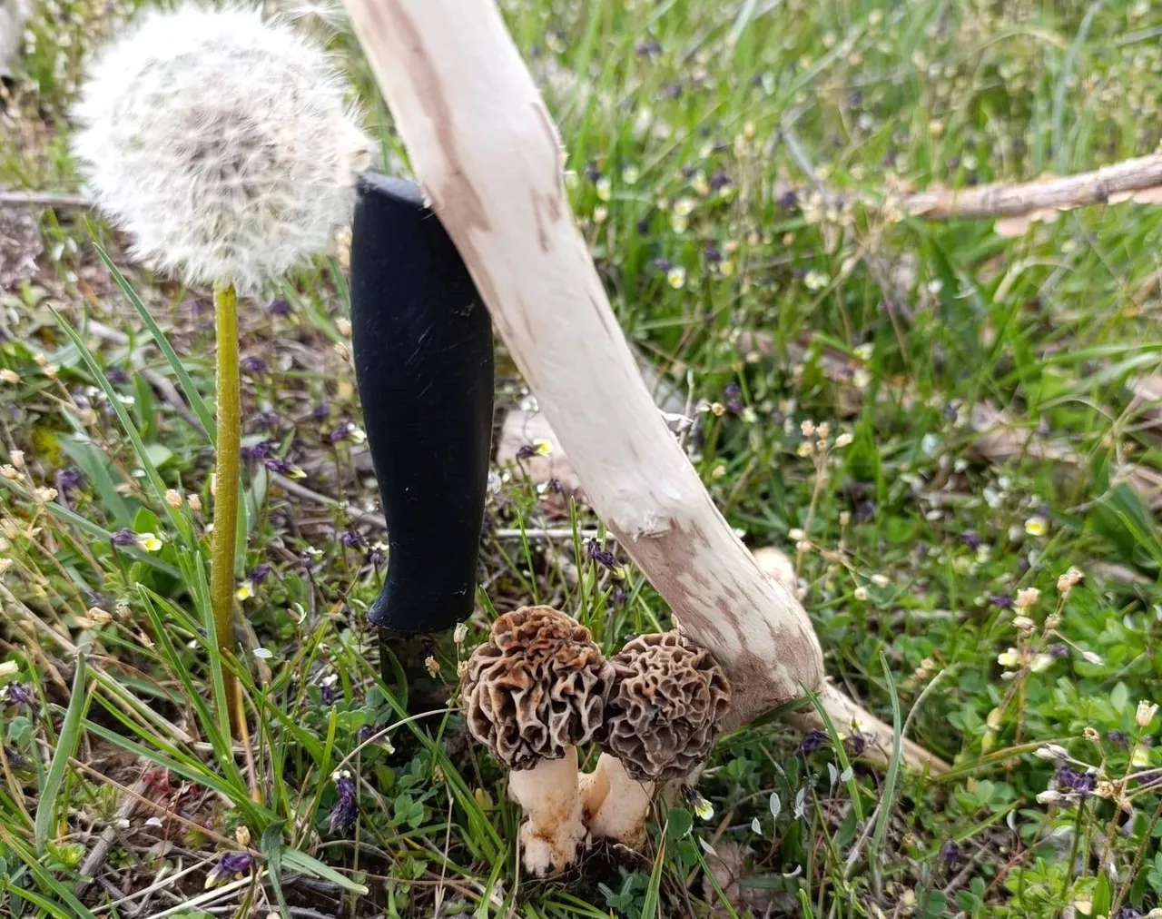 Kendi kendine yetişiyor! "Doğanın eti" olarak biliniyor, kilosu 1.000 lira