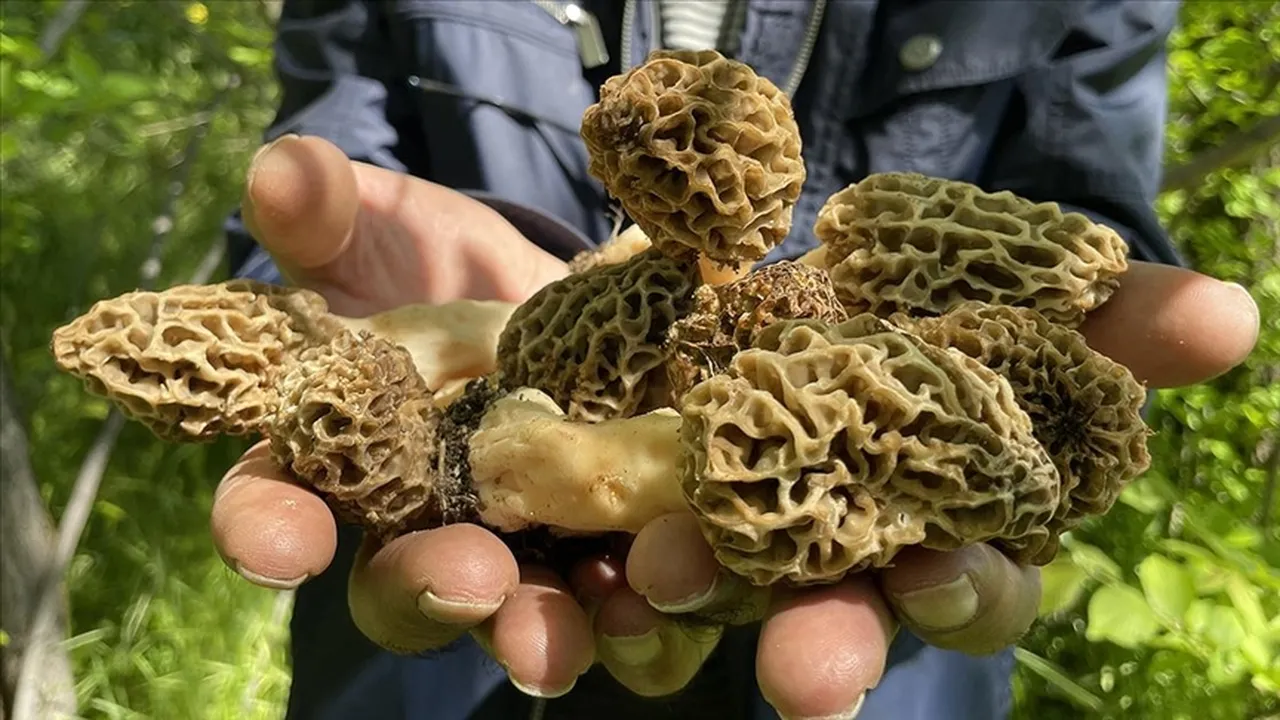 Kendi kendine yetişiyor! "Doğanın eti" olarak biliniyor, kilosu 1.000 lira