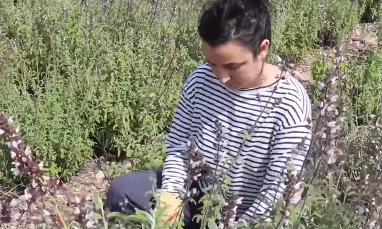 Mühendisliği bırakıp memleketine döndü! 70 ton tıbbi bitkiyi altın değerinde ürünlere çevirdi