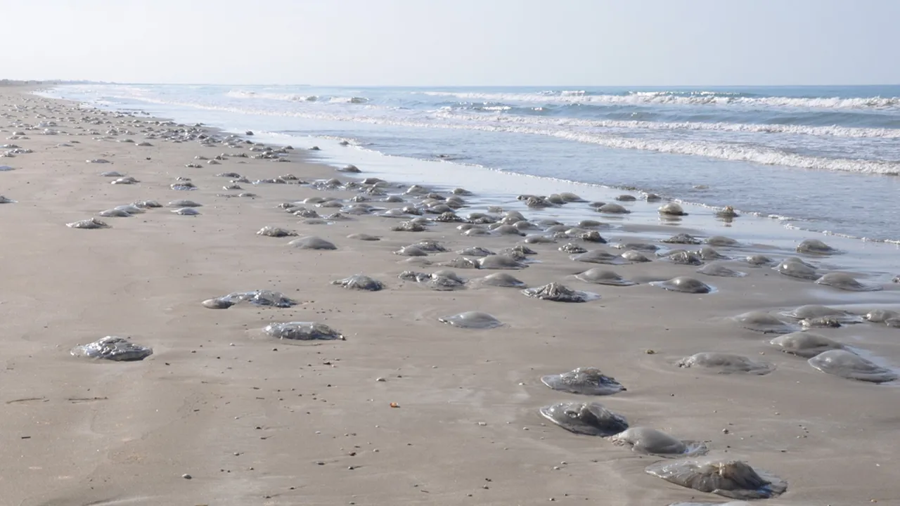 Yüzlercesi sahile vurdu! Kızıldeniz'den geldi, uzmanlar uyardı