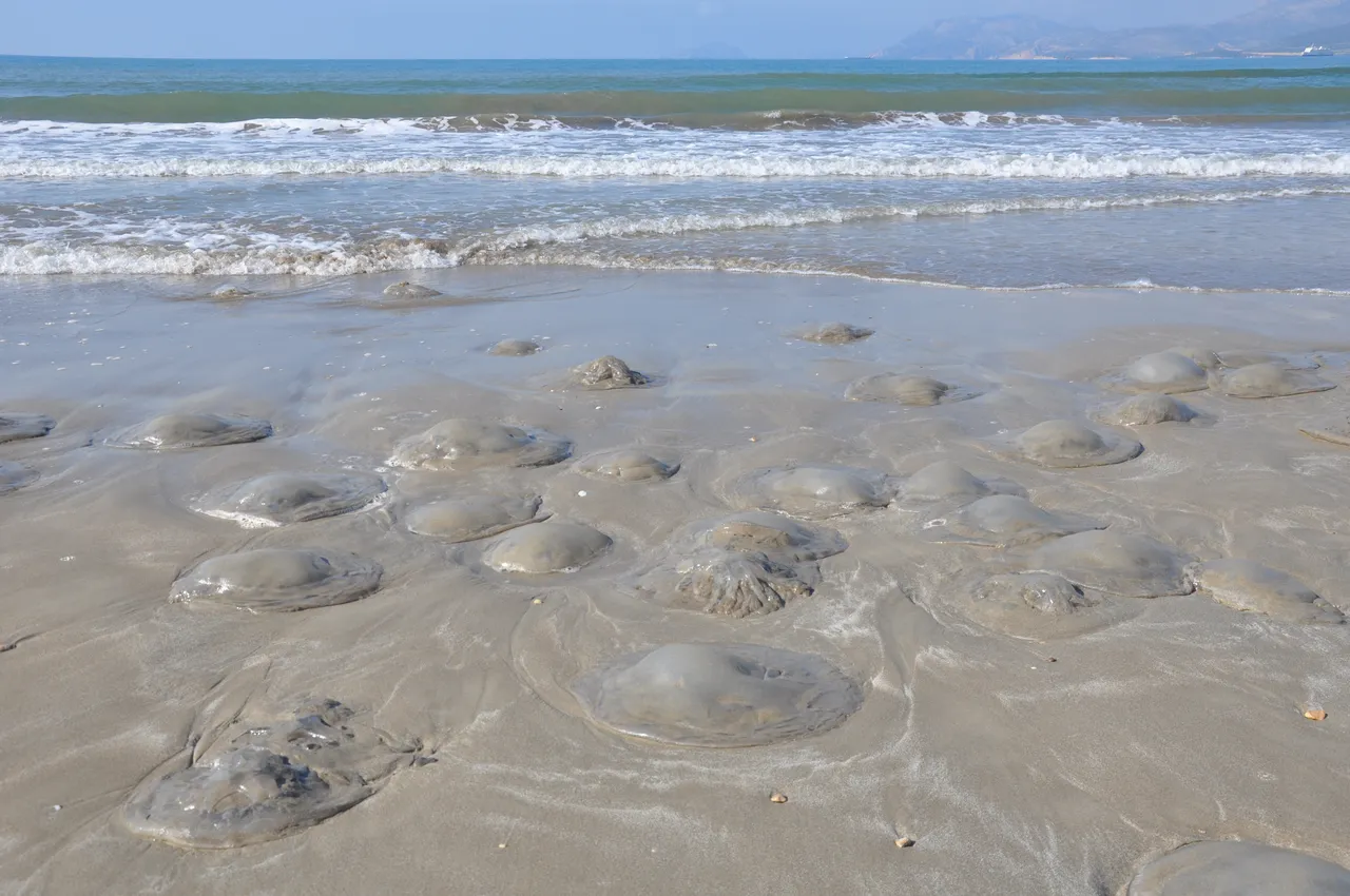 Yüzlercesi sahile vurdu! Kızıldeniz'den geldi, uzmanlar uyardı