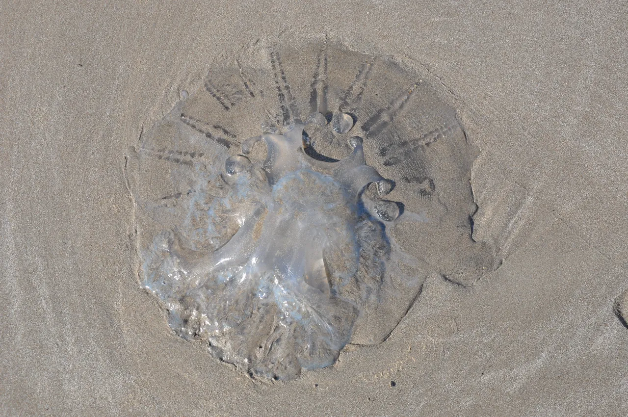 Yüzlercesi sahile vurdu! Kızıldeniz'den geldi, uzmanlar uyardı