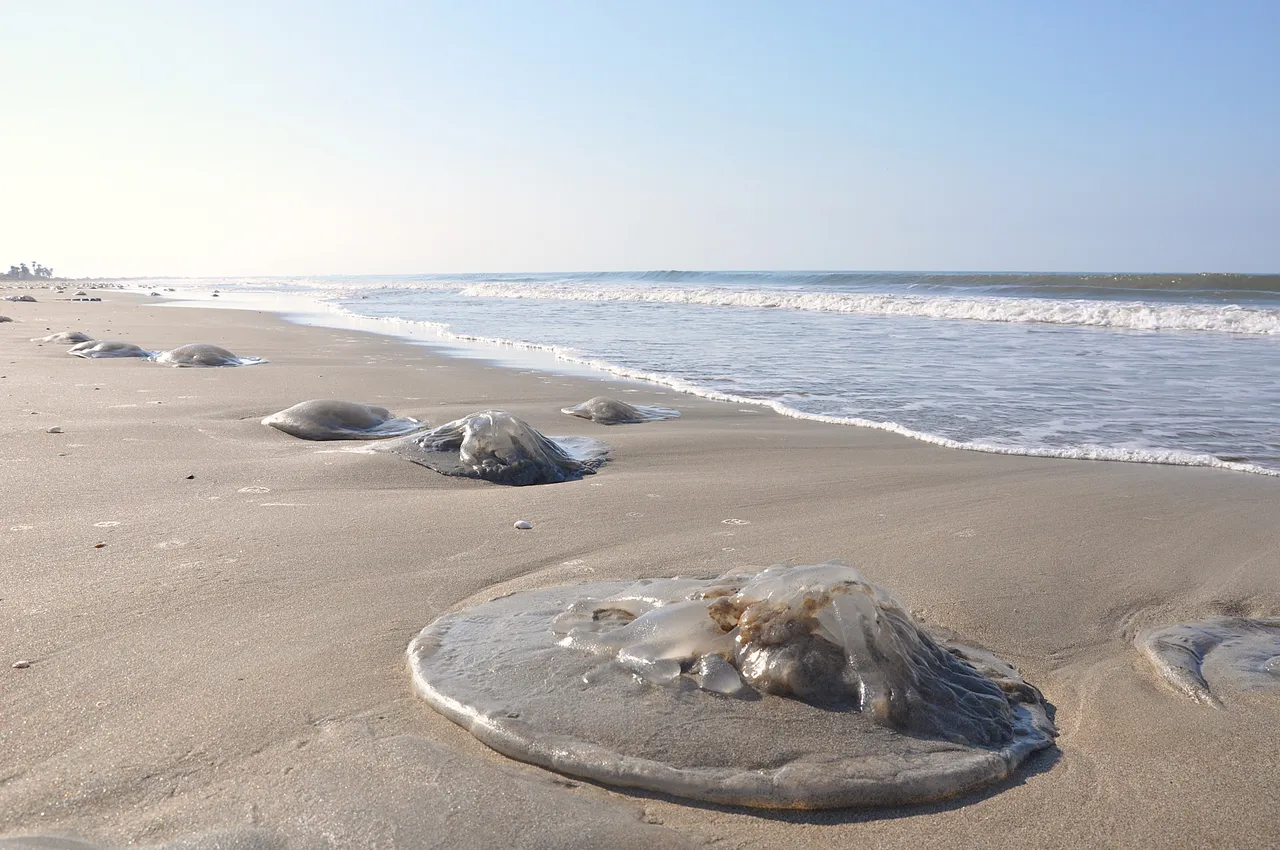 Yüzlercesi sahile vurdu! Kızıldeniz'den geldi, uzmanlar uyardı