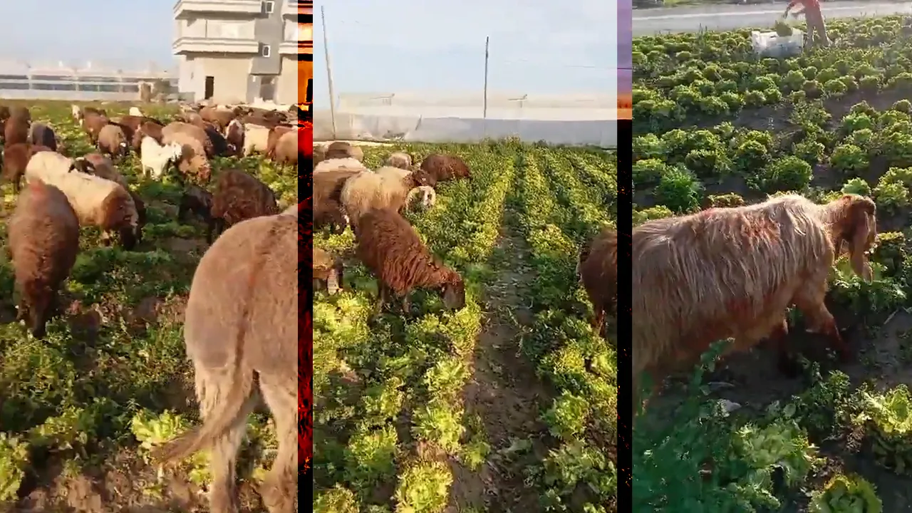 Sosyal medyada 'marul' manipülasyonu: Hasat artıklarını çekip 'satılmadı' diye paylaştılar