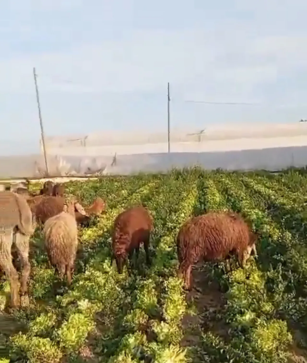 Sosyal medyada marul manipülasyonu: Hasat artıklarını çekip satılmadı diye paylaştılar