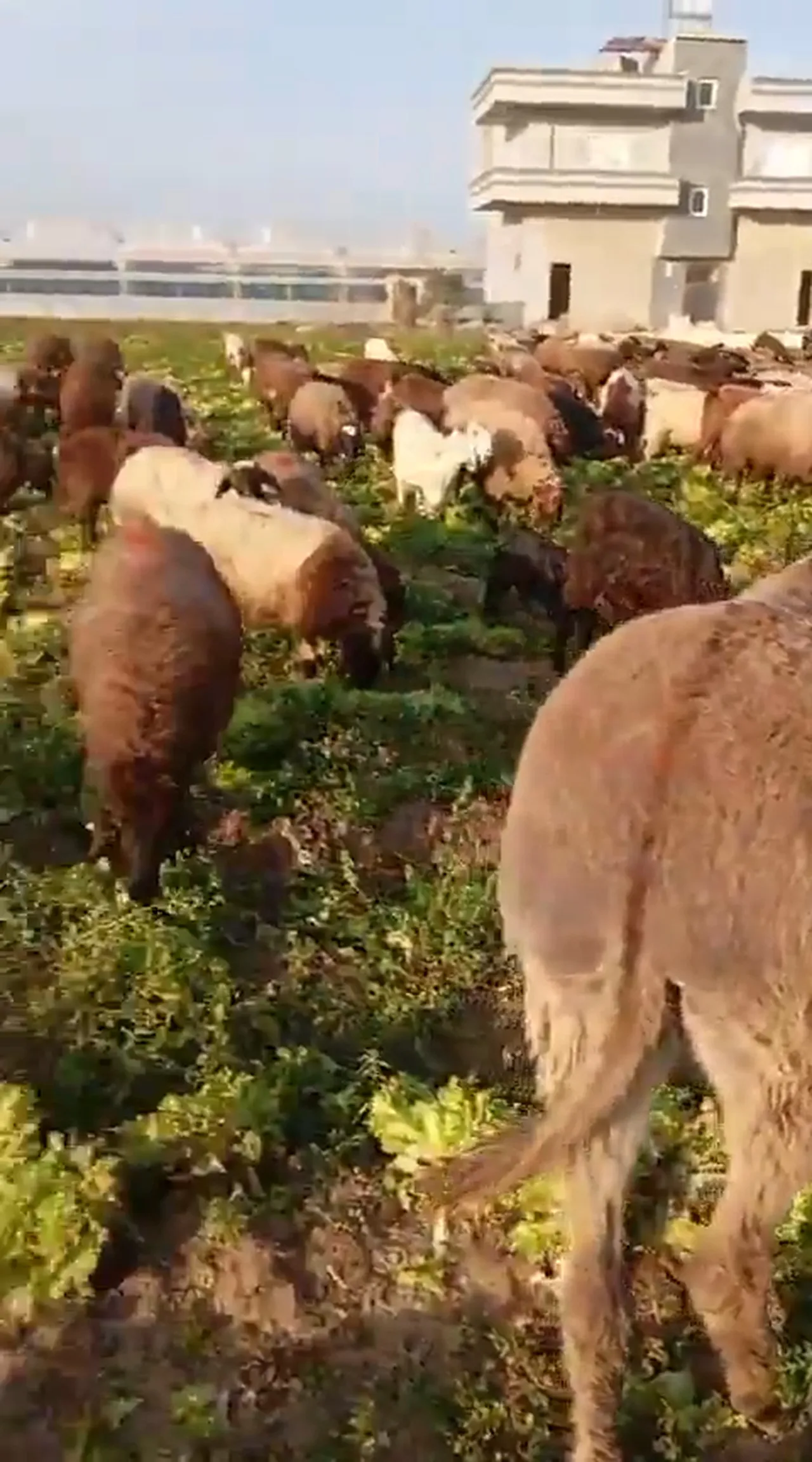Sosyal medyada marul manipülasyonu: Hasat artıklarını çekip satılmadı diye paylaştılar