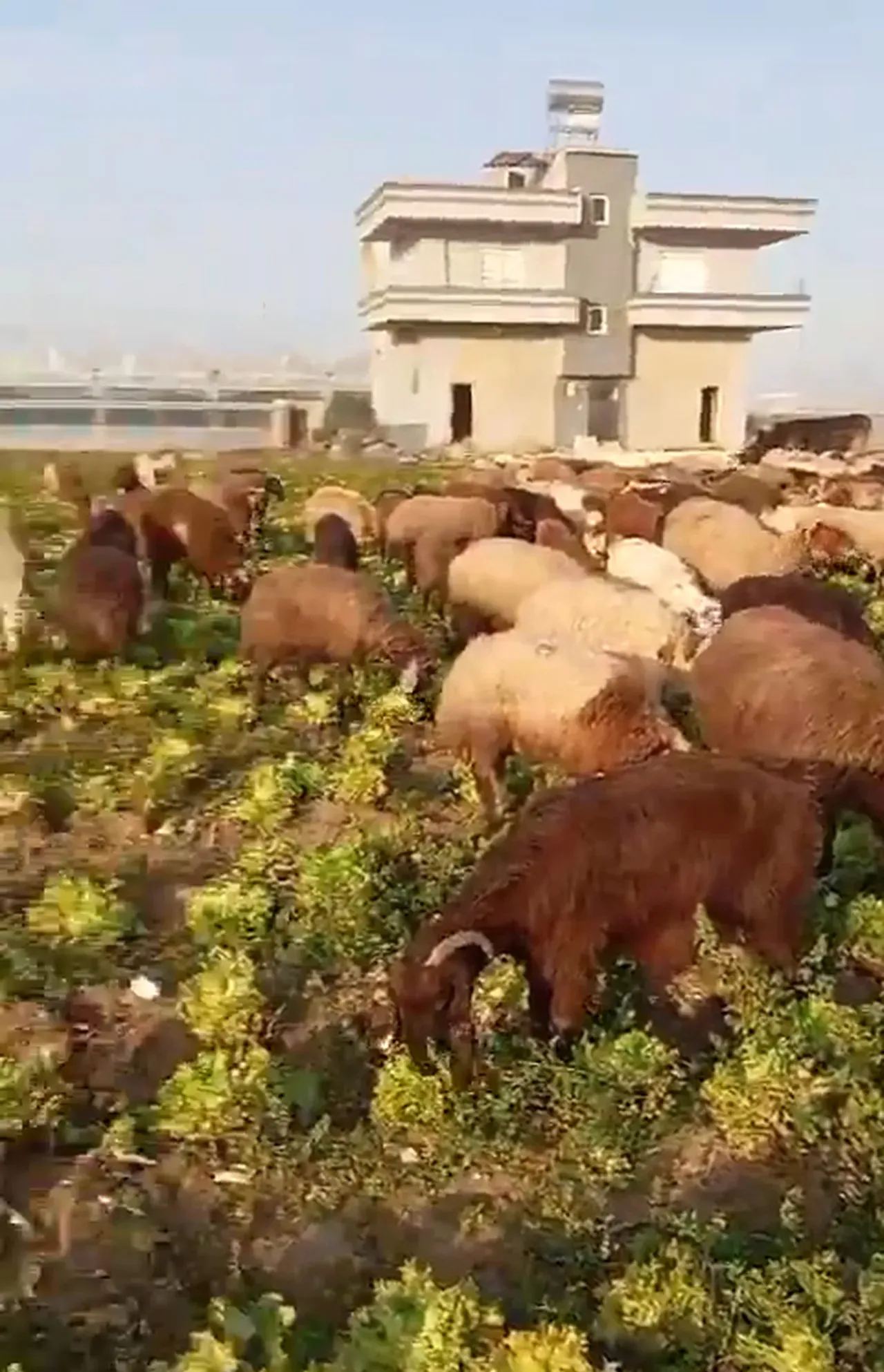 Sosyal medyada marul manipülasyonu: Hasat artıklarını çekip satılmadı diye paylaştılar