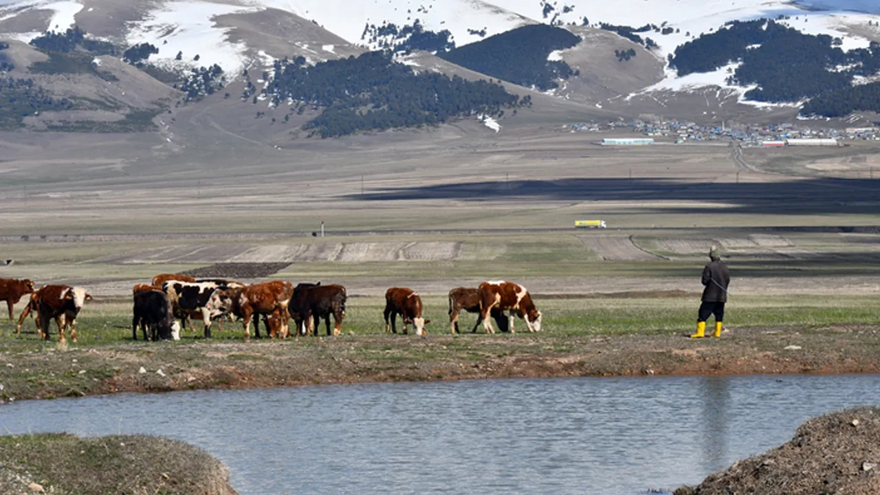 Tarım ve Orman Bakanlığı’ndan Kars'ta mera yasağı iddialarına yalanlama 