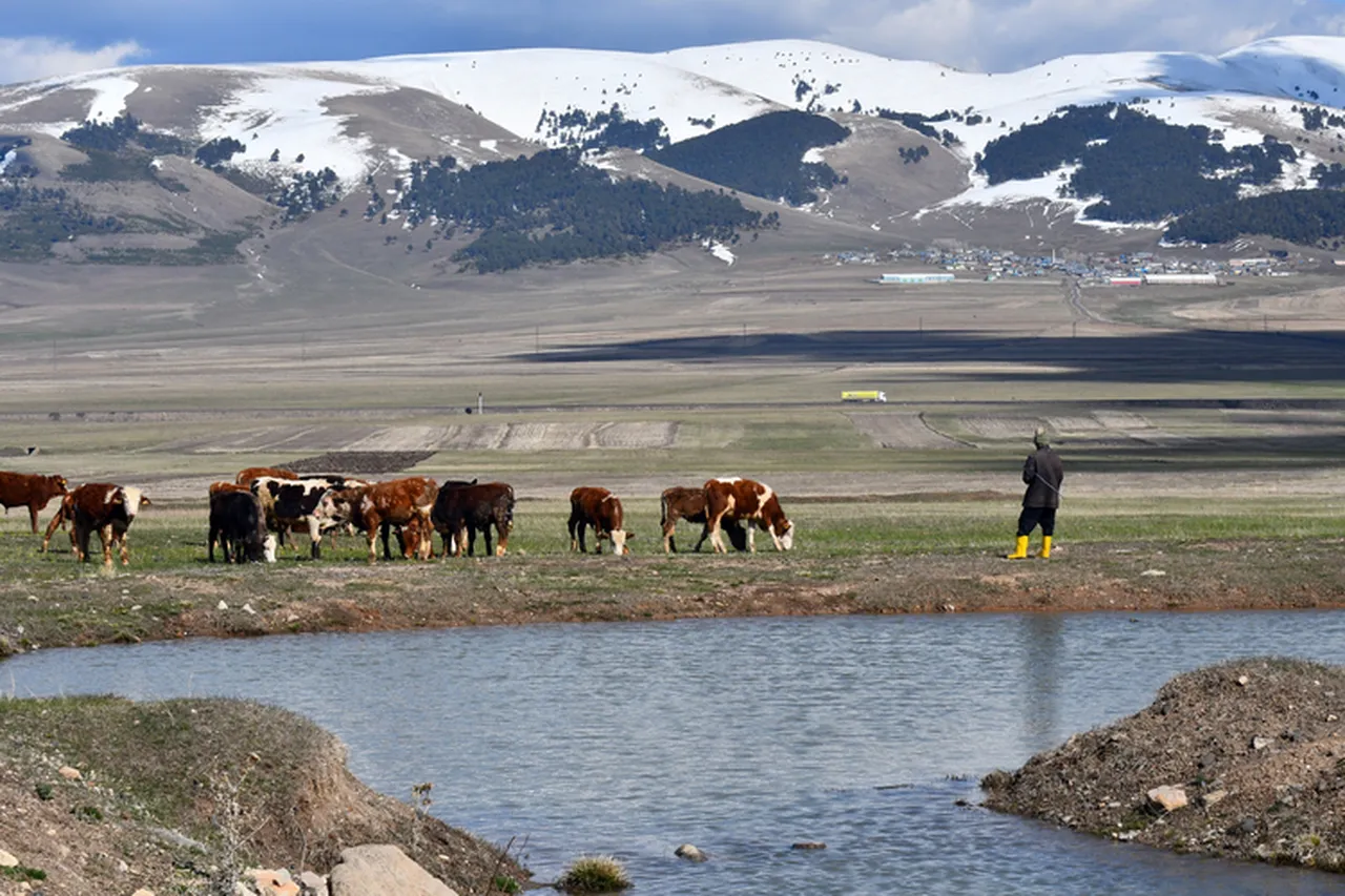 Tarım ve Orman Bakanlığı’ndan Karsta mera yasağı iddialarına yalanlama