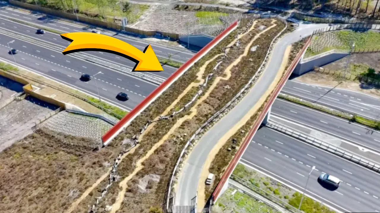 İngiltere’de 227 milyonluk dev proje! Tam 68 metre: Yabani hayvanlar için köprü yapıldı