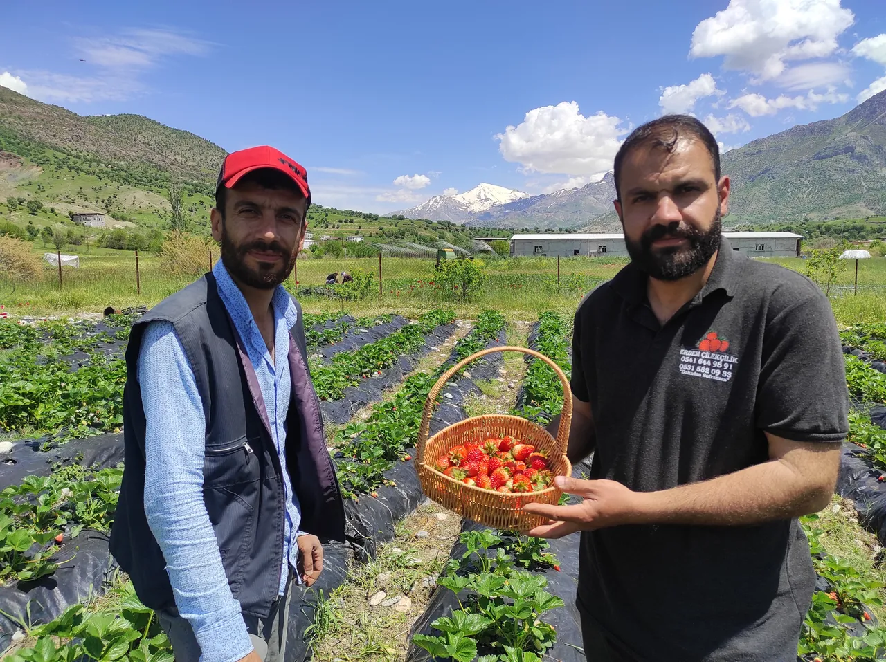 Yılın ilk hasadı başladı kasası 300 lira! Deneme için dikildiği kentte 400 ailenin gelir kapısı oldu