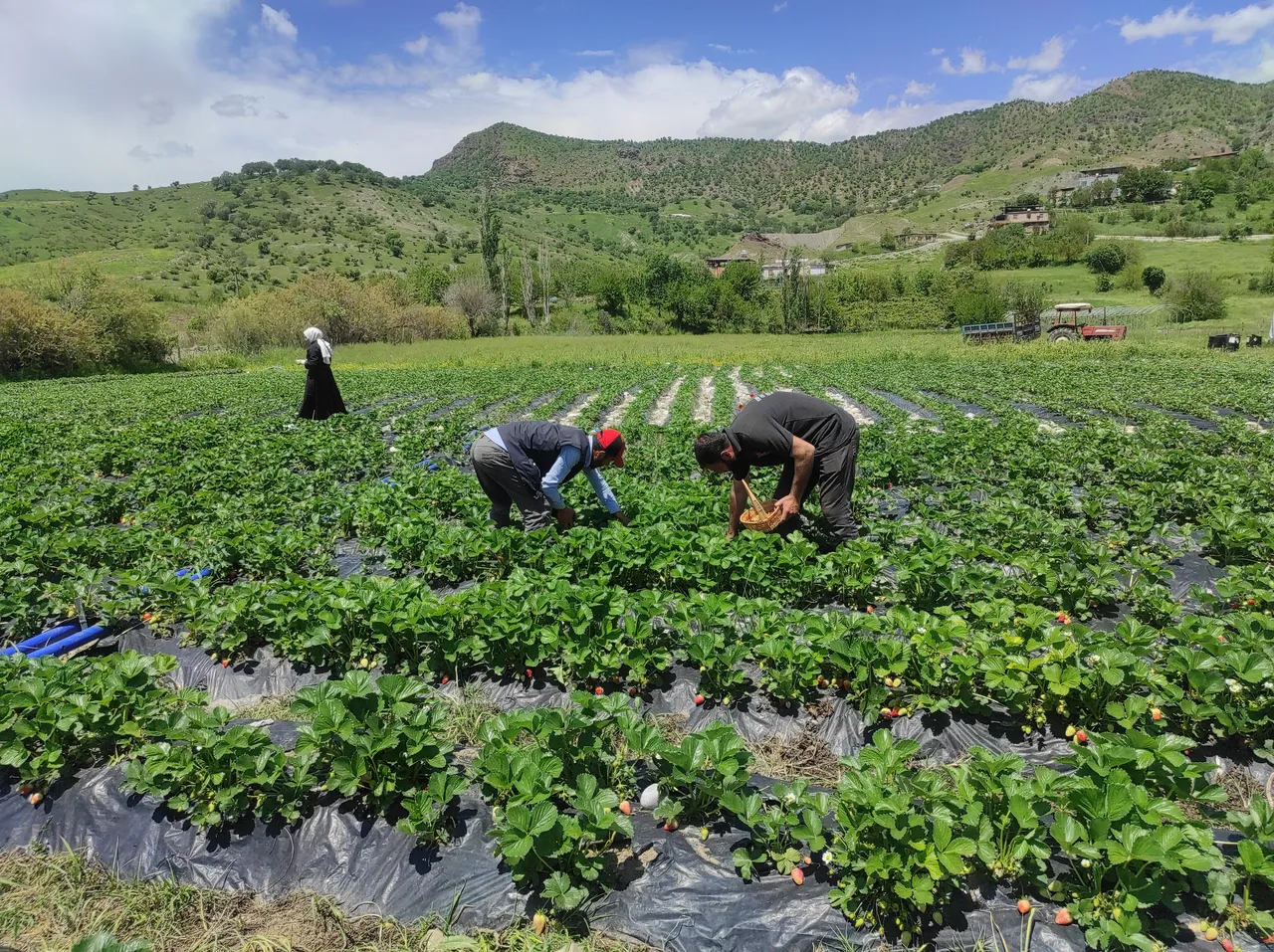 Yılın ilk hasadı başladı kasası 300 lira! Deneme için dikildiği kentte 400 ailenin gelir kapısı oldu