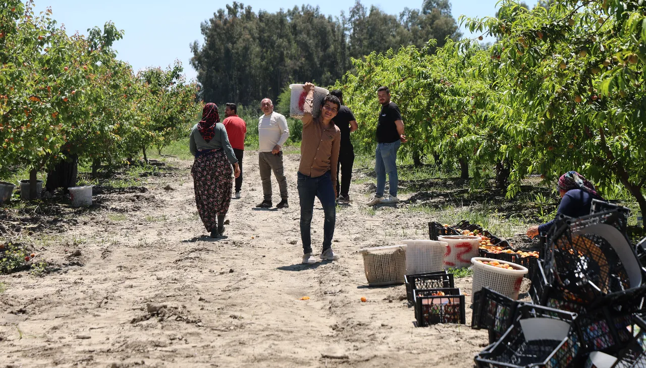 Bahçede 80 lira! Erkenci hasat bereketiyle geldi, yurt dışına da gönderiliyor