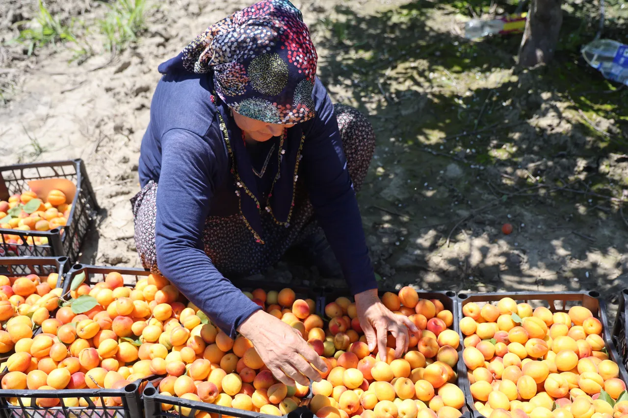 Bahçede 80 lira! Erkenci hasat bereketiyle geldi, yurt dışına da gönderiliyor