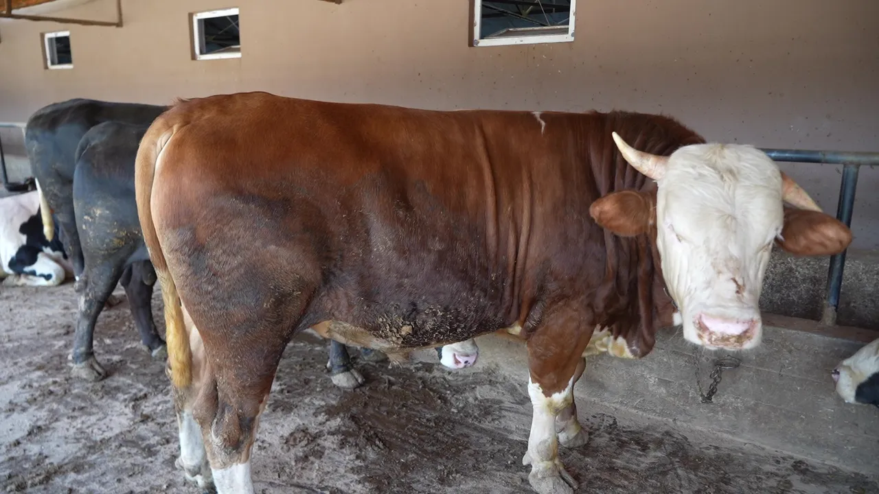 Çiftliğin en heybetlisi! İşte 1 ton 300 kilogramlık tosun için istenen ücret