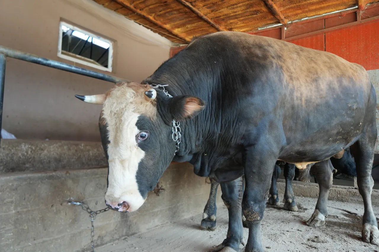 Çiftliğin en heybetlisi! İşte 1 ton 300 kilogramlık tosun için istenen ücret