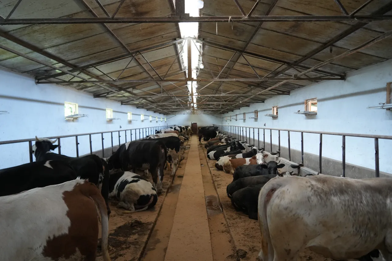 Çiftliğin en heybetlisi! İşte 1 ton 300 kilogramlık tosun için istenen ücret