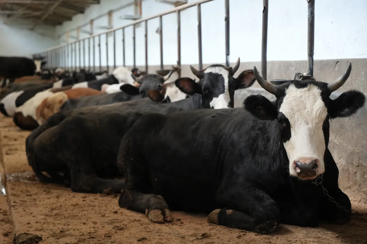 Çiftliğin en heybetlisi! İşte 1 ton 300 kilogramlık tosun için istenen ücret