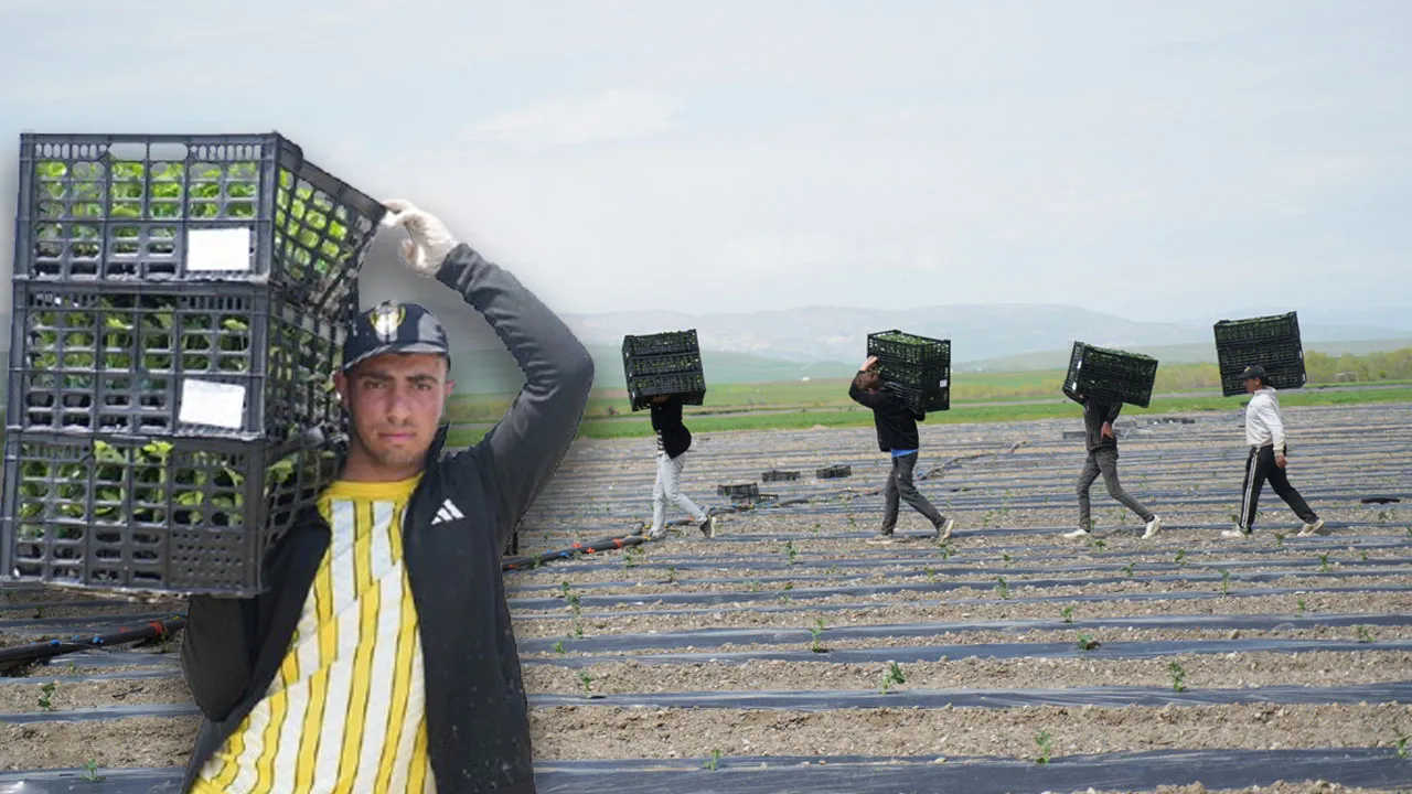 Diyarbakır ve Adana karpuzuna rakip çıktı! Tadı ve aromasıyla dikkat çekiyor