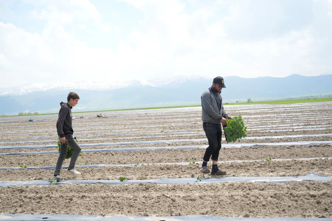 Diyarbakır ve Adana karpuzuna rakip çıktı! Tadı ve aromasıyla dikkat çekiyor
