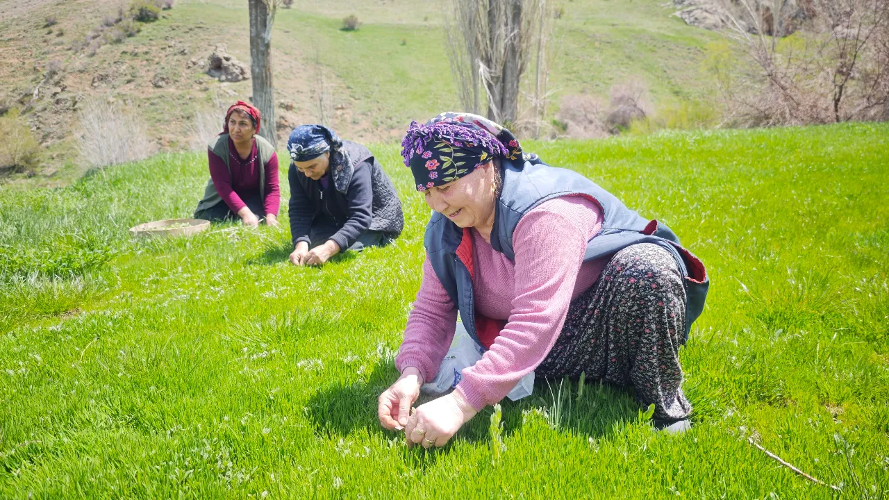 Doğada kendiliğinden yetişiyor, vatandaşın geçim kaynağı oldu! Kilosu 200 TL'den satılıyor