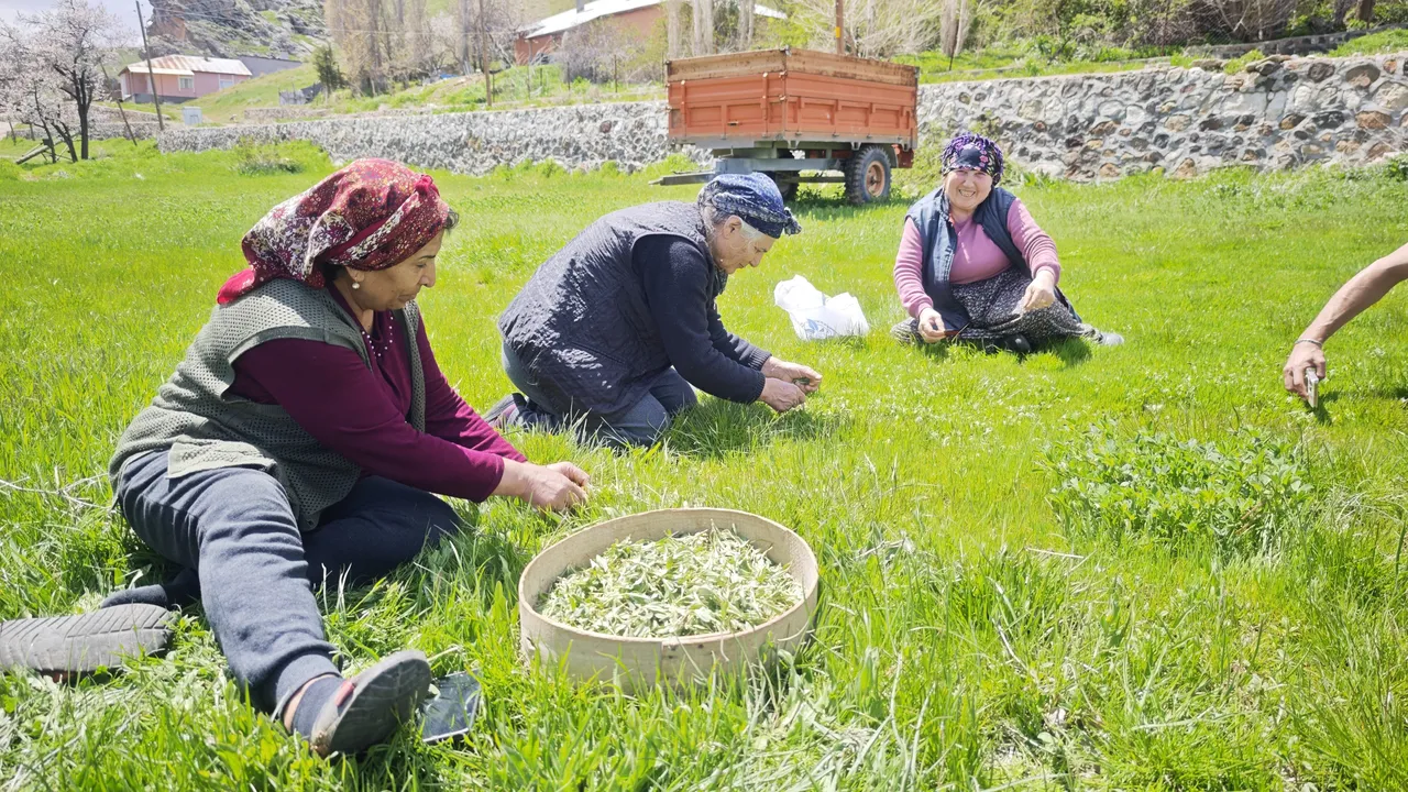 Doğada kendiliğinden yetişiyor, vatandaşın geçim kaynağı oldu! Kilosu 200 TLden satılıyor