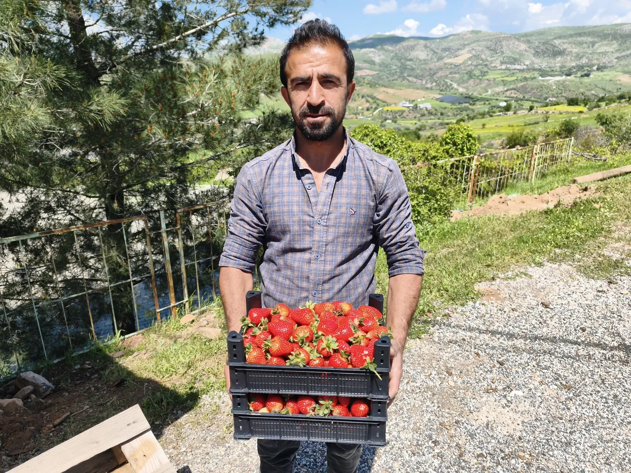 Sason’da kırmızı bereket başladı! Tescilli çilekten bu yıl rekor gelir beklentisi var