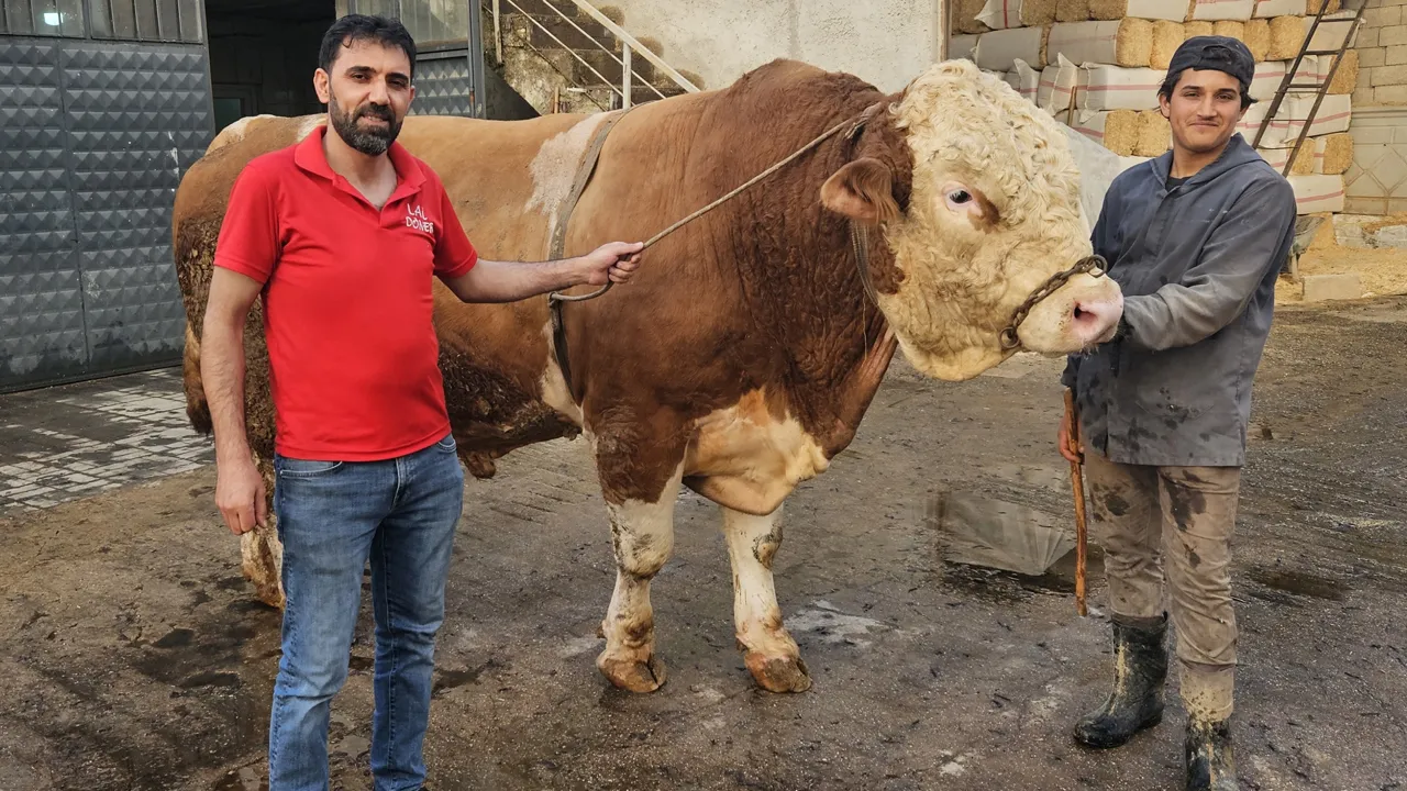 Ağrı'da 1 tonluk kurbanlık boğa 500 bin liraya satıldı