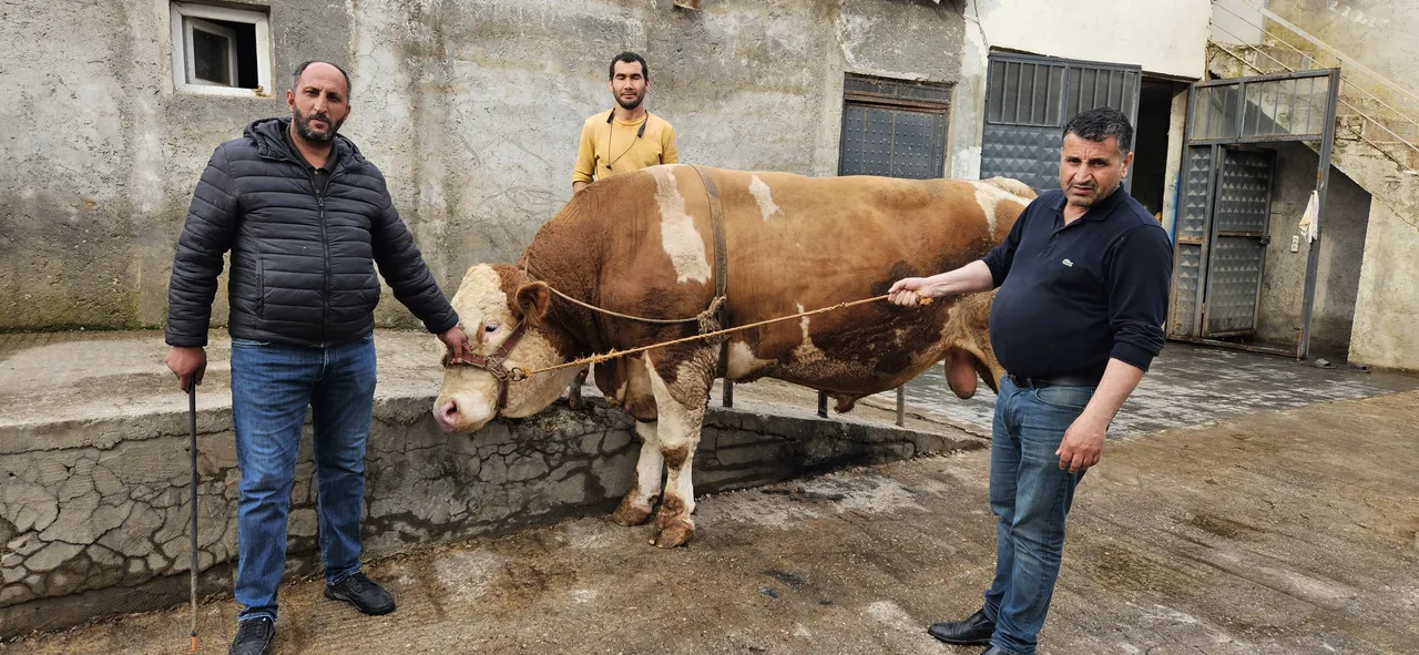 Ağrı'da 1 tonluk kurbanlık boğa 500 bin liraya satıldı