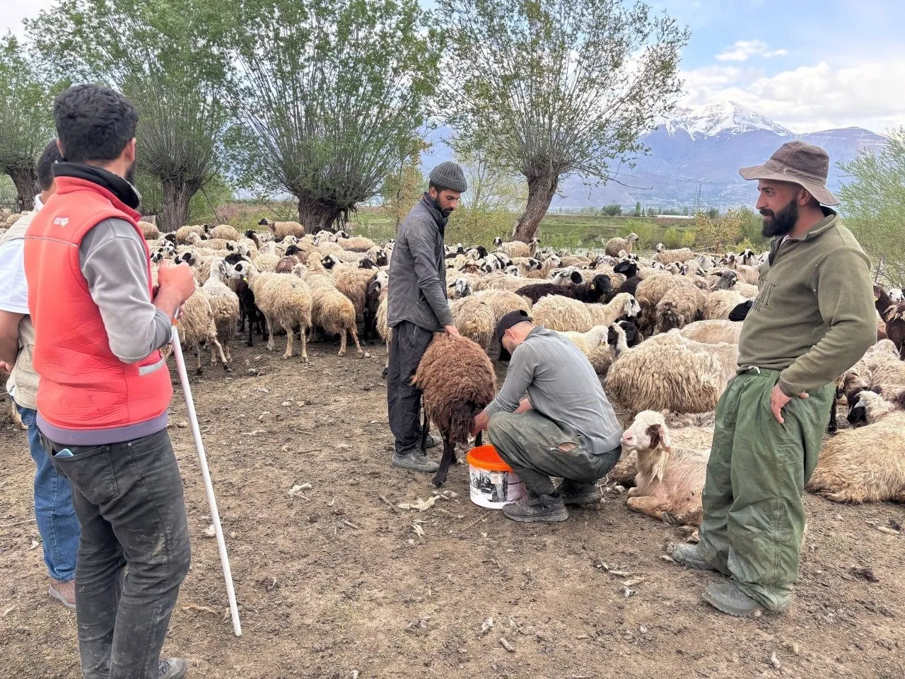 Aylık 150 bin TL’ye çalışacak işçi bulamıyorlardı! Türkiye’de bir ilk! Afganistan’dan çoban getirildi, asgari ücret alacaklar