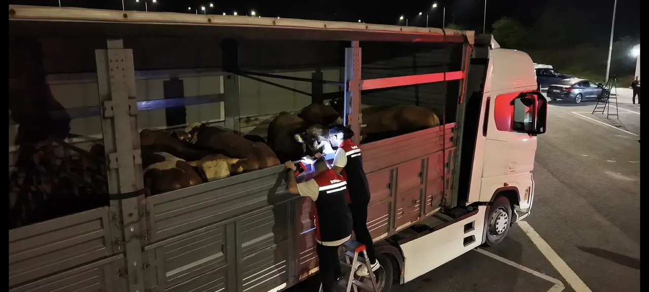 İstanbul'da bayram mesaisi başladı! Kurbanlıklar kente giriş yaptı