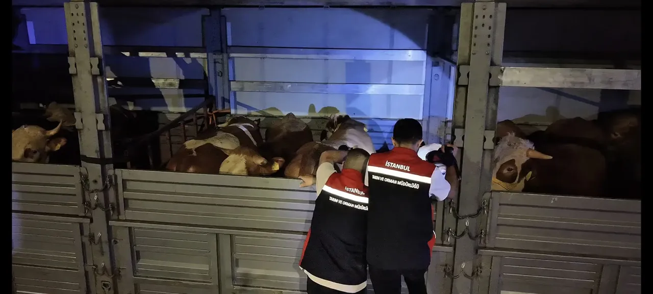İstanbul'da bayram mesaisi başladı! Kurbanlıklar kente giriş yaptı