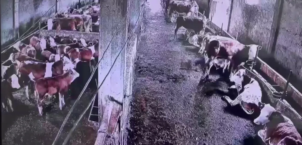 Sivas'ta sarsıntıyı bir tek onlar anladı! İneklerin deprem anındaki paniği görenleri şaşırttı