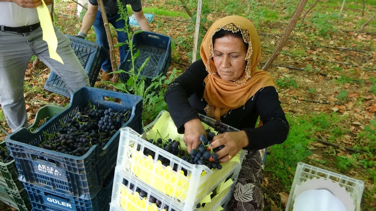 ‘Siyah altın’ın hasadı başladı! Kilosu 250 TL, tam bir şifa kaynağı