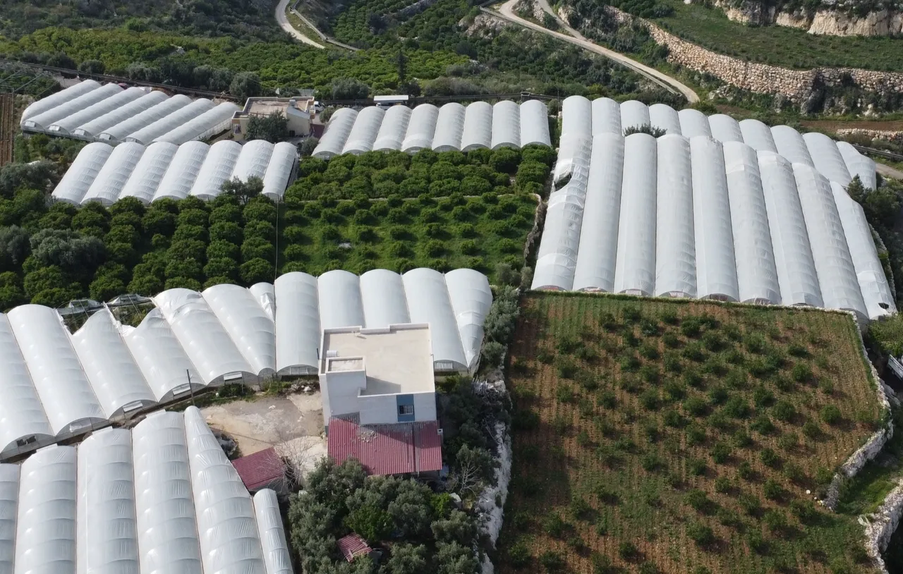 ‘Siyah altın’ın hasadı başladı! Kilosu 250 TL, tam bir şifa kaynağı