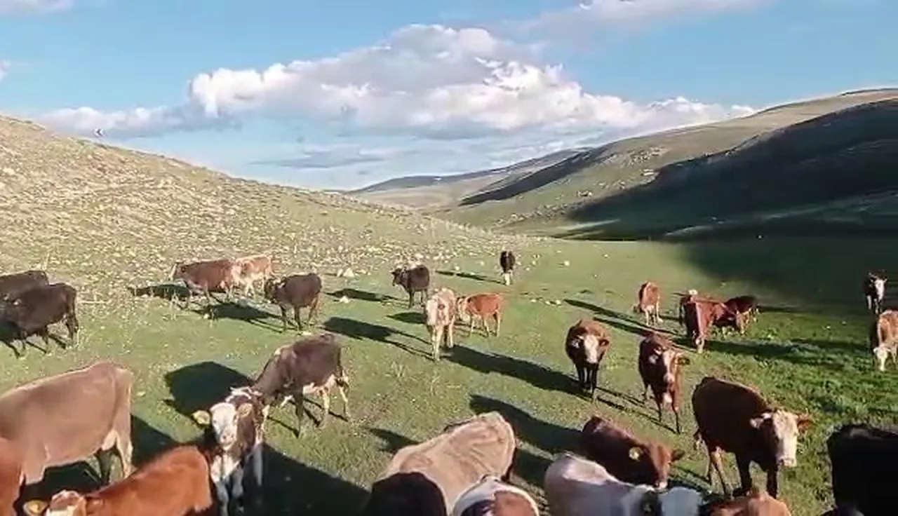 Tek tıkla 2 kelimelik ‘Kurban’ tuzağı! Bu ilanlara dikkat, kaparo ve paranız bir anda buhar olabilir