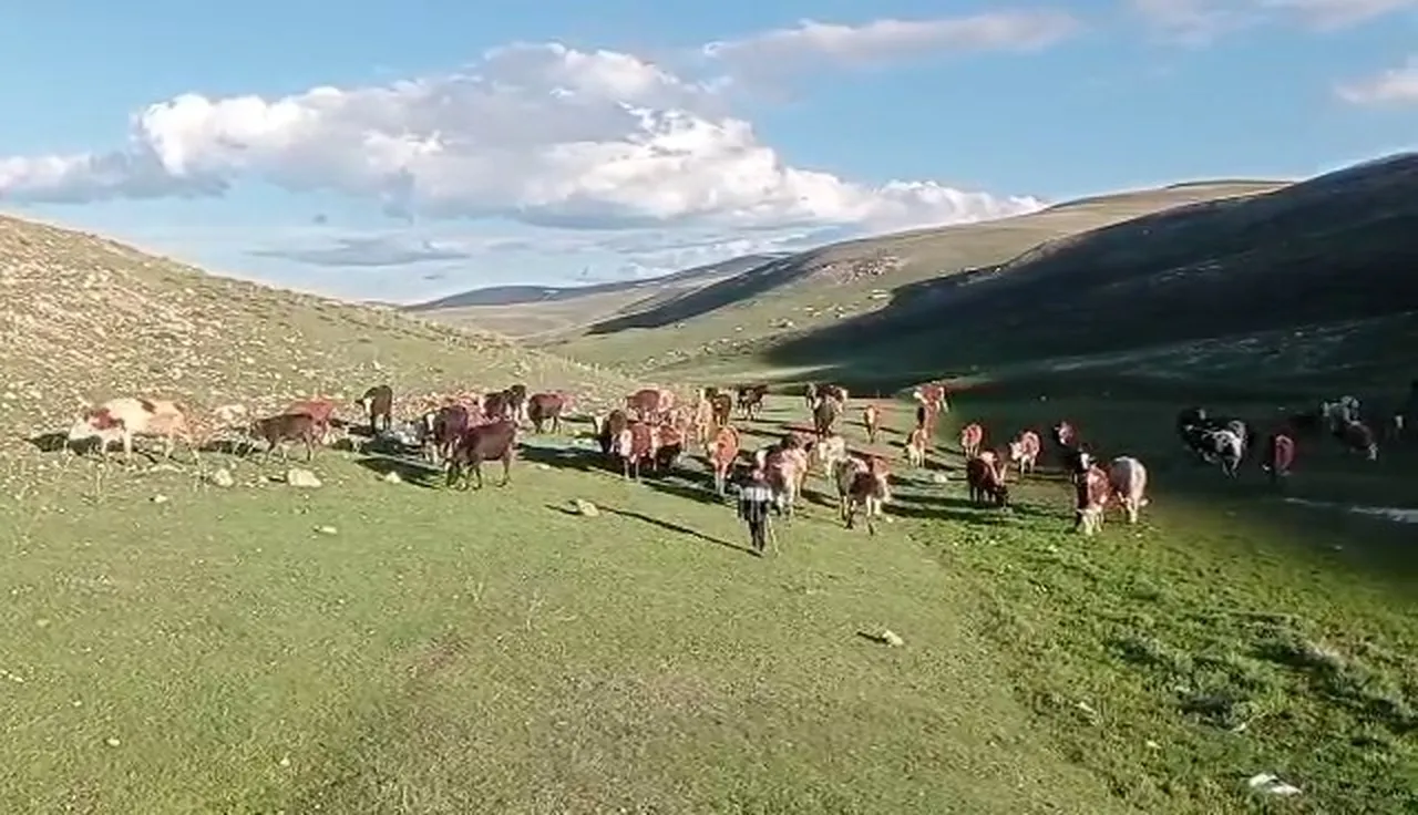 Tek tıkla 2 kelimelik ‘Kurban’ tuzağı! Bu ilanlara dikkat, kaparo ve paranız bir anda buhar olabilir