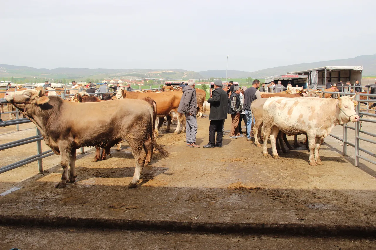 Tek tıkla 2 kelimelik ‘Kurban’ tuzağı! Bu ilanlara dikkat, kaparo ve paranız bir anda buhar olabilir