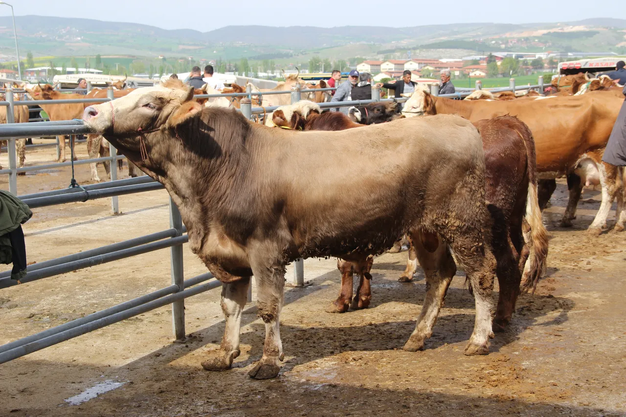 Tek tıkla 2 kelimelik ‘Kurban’ tuzağı! Bu ilanlara dikkat, kaparo ve paranız bir anda buhar olabilir