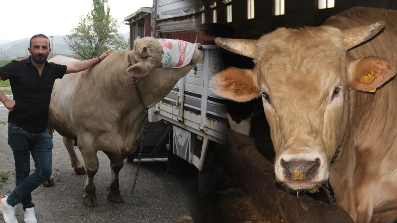 Günde 14 kilo yem yiyor! 1,2 tonluk 'Genco' araba parasına satışta