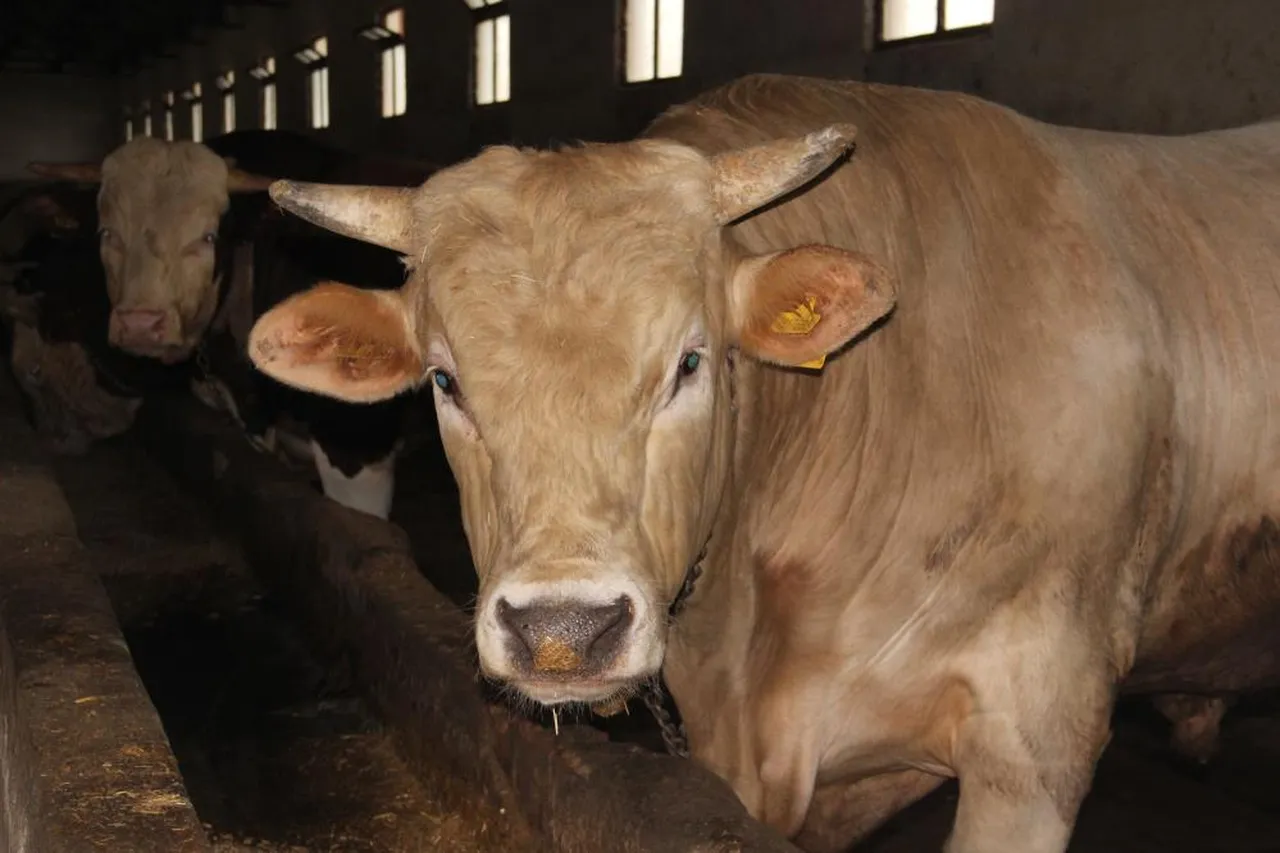 Günde 14 kilo yem yiyor! 1,2 tonluk 'Genco' araba parasına satışta