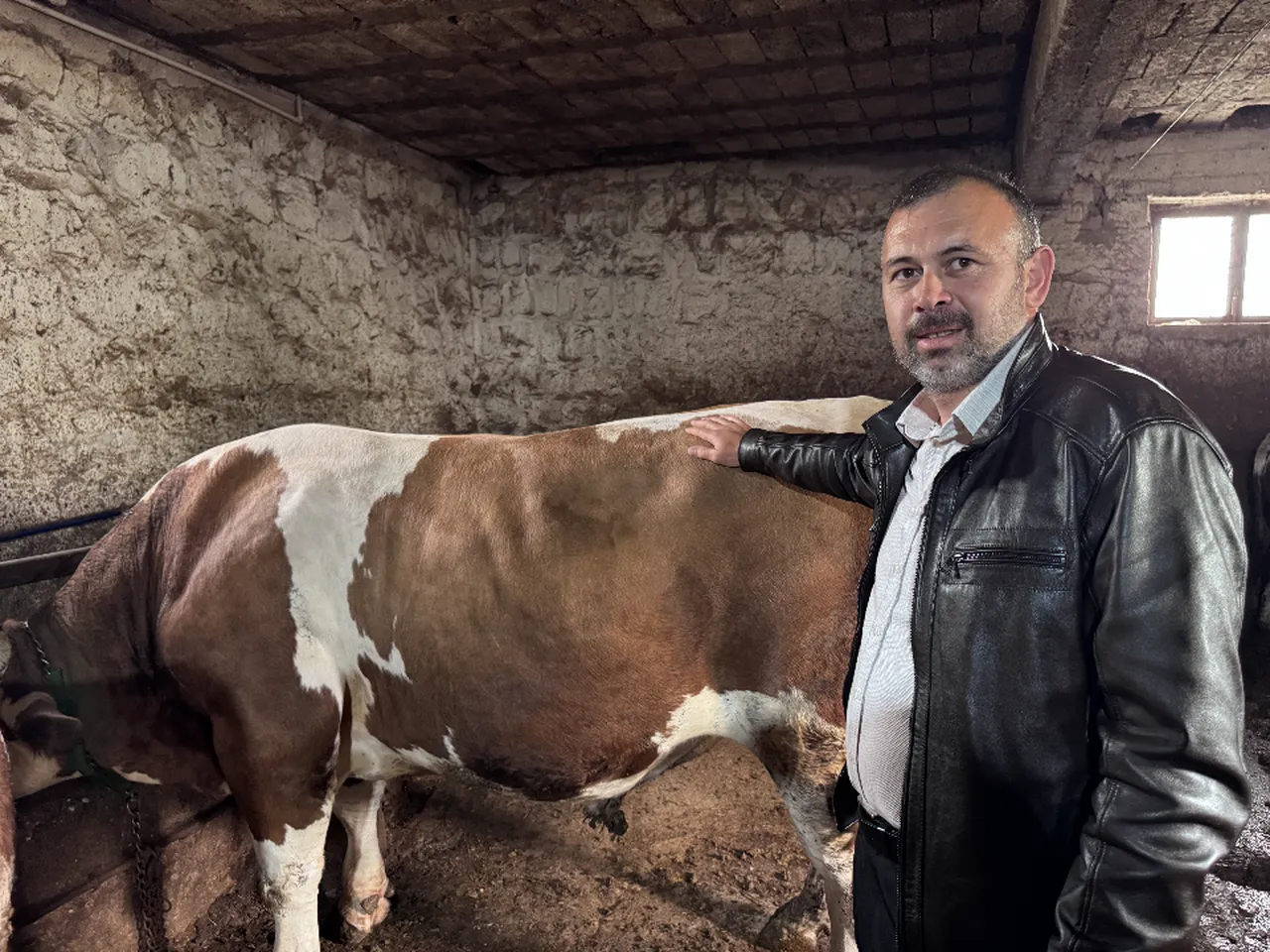 Kurbanlıklar ne kadar? 1 tonluk 'Kocaoğlan' araba fiyatına alıcısını bekliyor