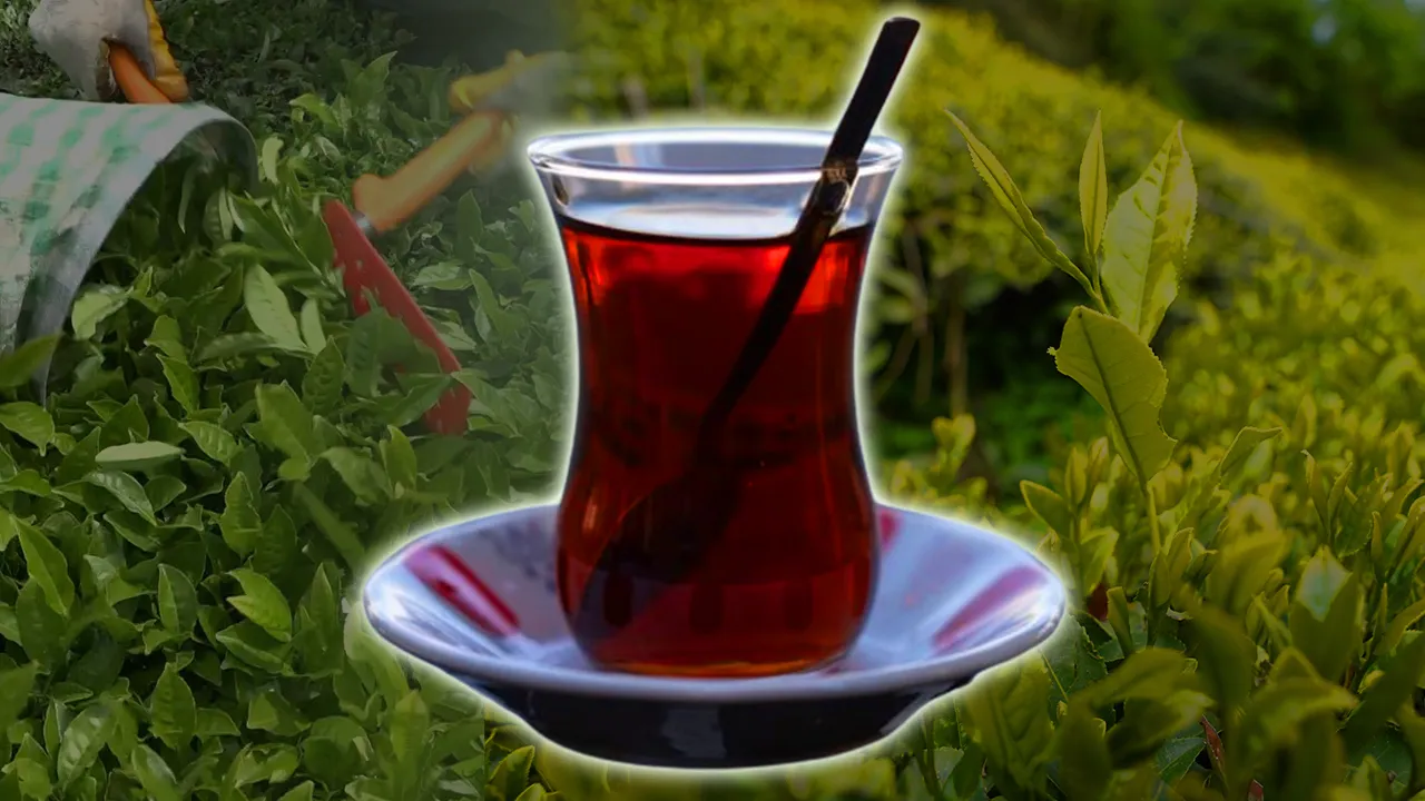 Yaş çay arttı gözler kuru çaya çevrildi! Üretici zam bekliyor 