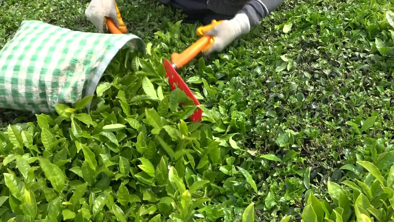 Yaş çay arttı gözler kuru çaya çevrildi! Üretici zam bekliyor