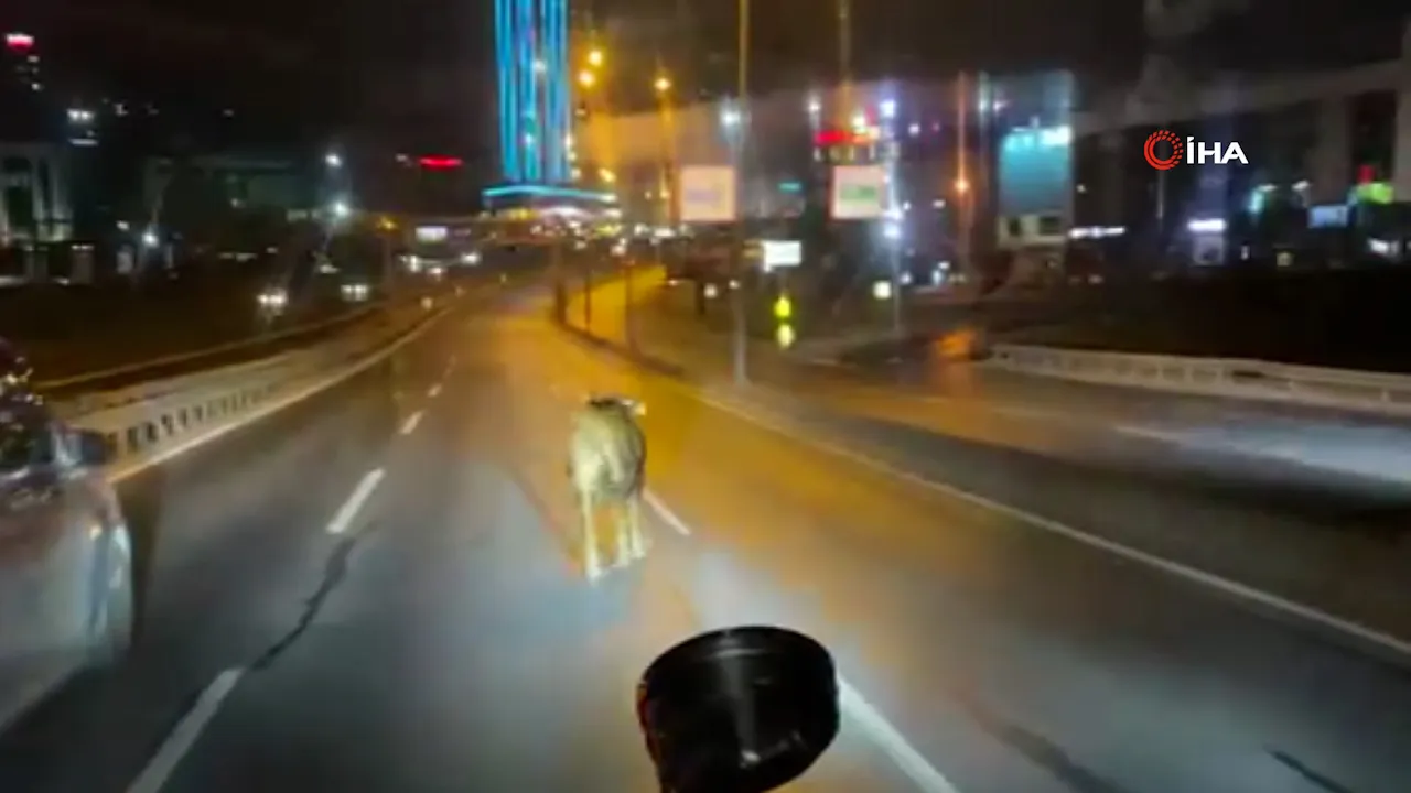 Avcılar'da pazardan kaçan kurbanlık dana E-5'te trafiği birbirine kattı!